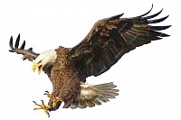 El Águila
